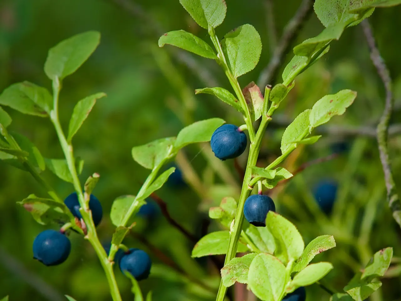 Eastern manufacturers to boost Wildberries' sales figures