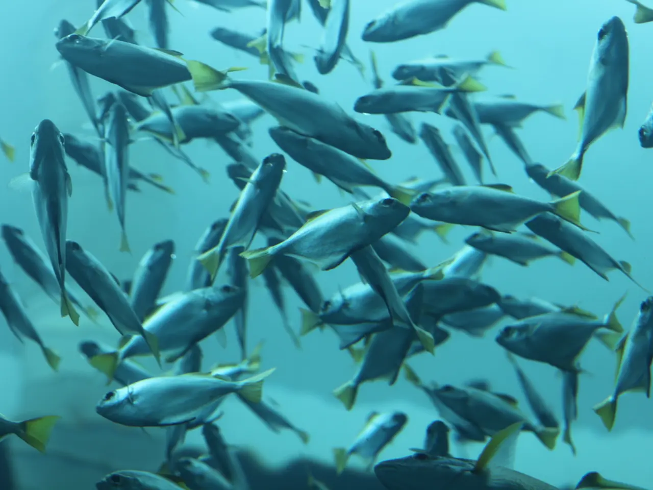 Rising Salmon Catch Expected in the Eastern Region Due to Scientific Forecasts