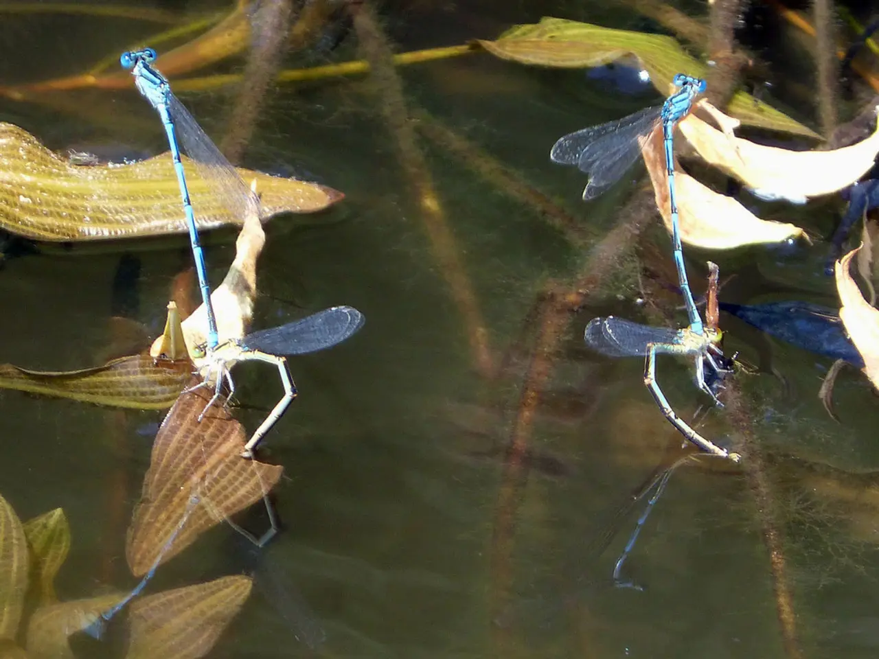 Sustainable Weed Management through Grass Carp Farming: Profitable Eco-Friendly Approach for Income...
