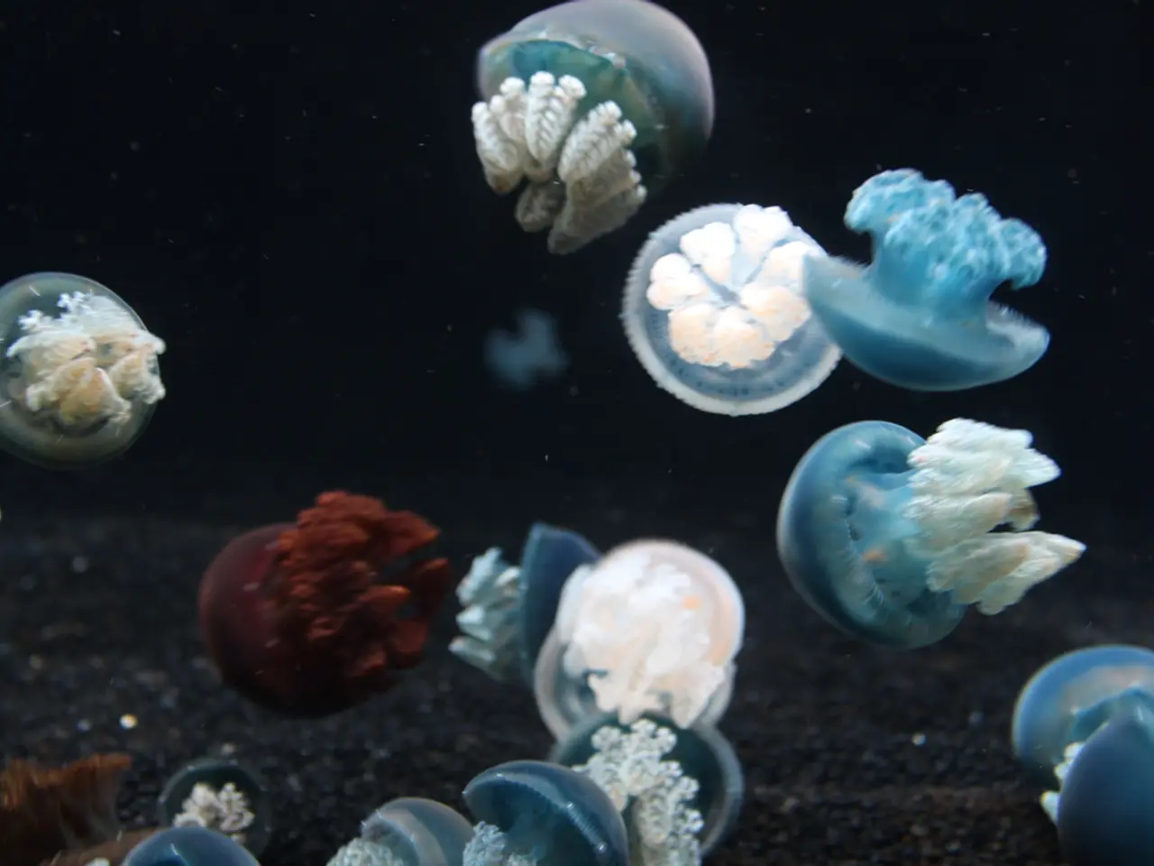 Nuclear power plant in France halted due to jellyfish invasion