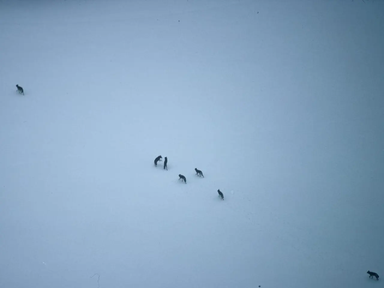 Intensified Wolf Hunting Proposed in Tirol Region