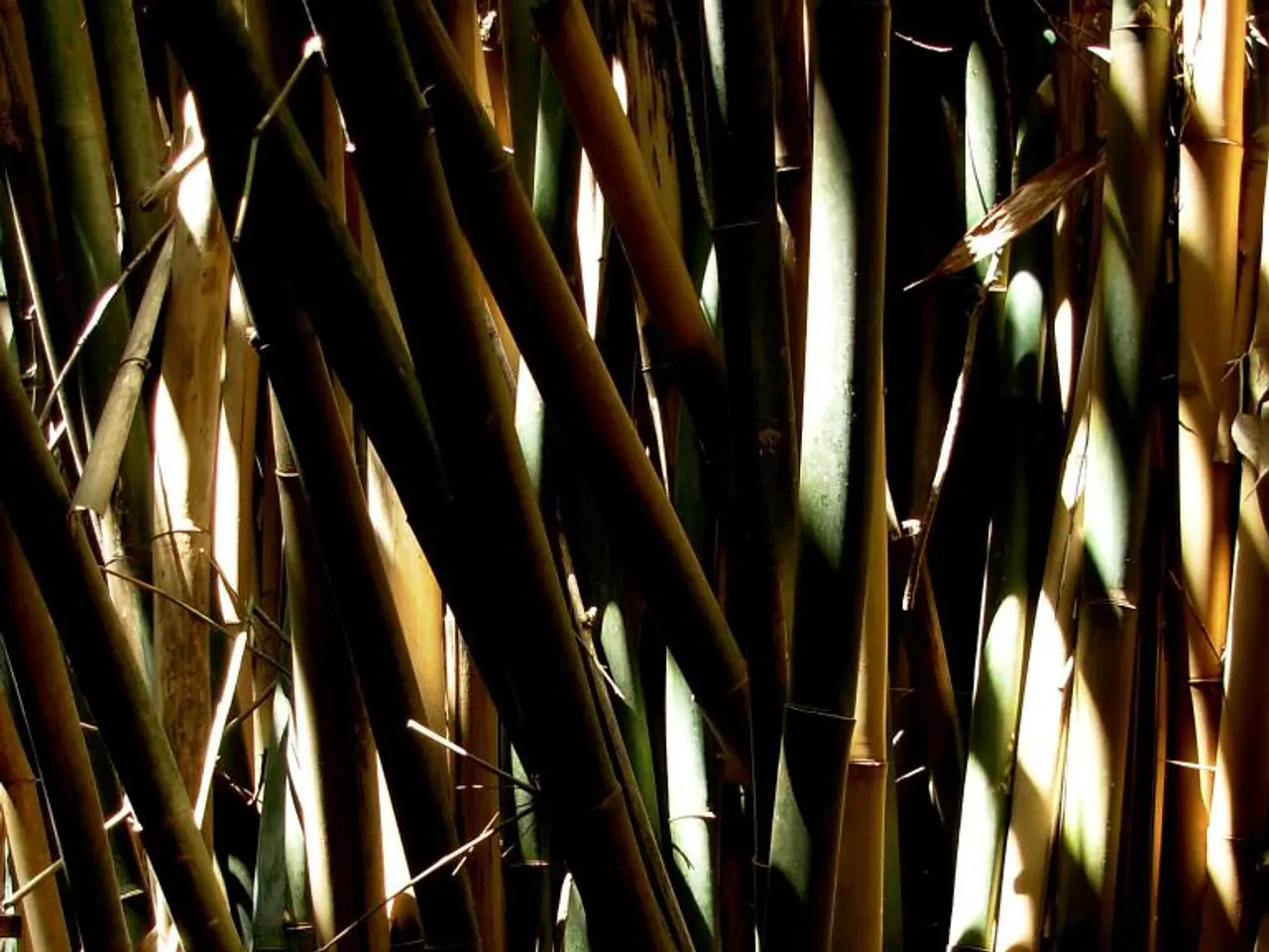 Kenya invests in Bamboo for a sustainable economic approach