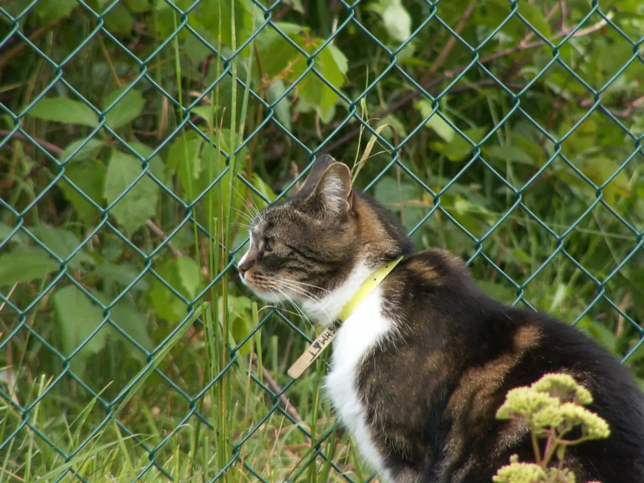 There is a cat in black and white color combination sitting near a plant and green color fencing....