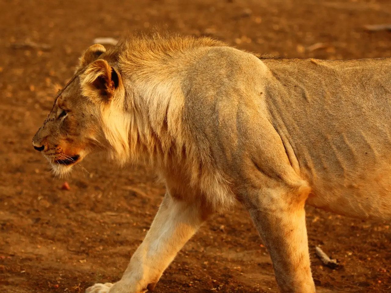 As we can see in the image there is an animal and mud.