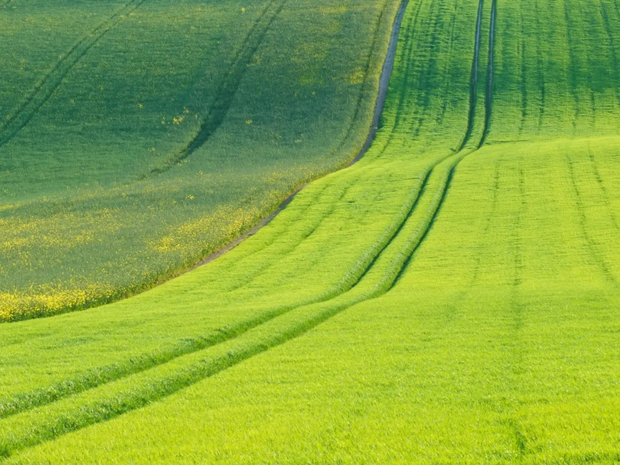 In this picture I can see fields and few paths in the middle.