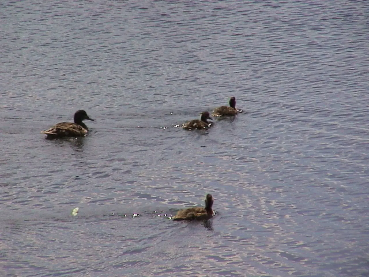 In this picture, we see four ducks are swimming in the water. This water might be in the pond or in...