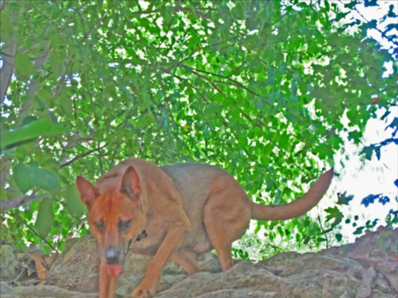 In this image there is a dog standing on the stone. In the background there are trees.