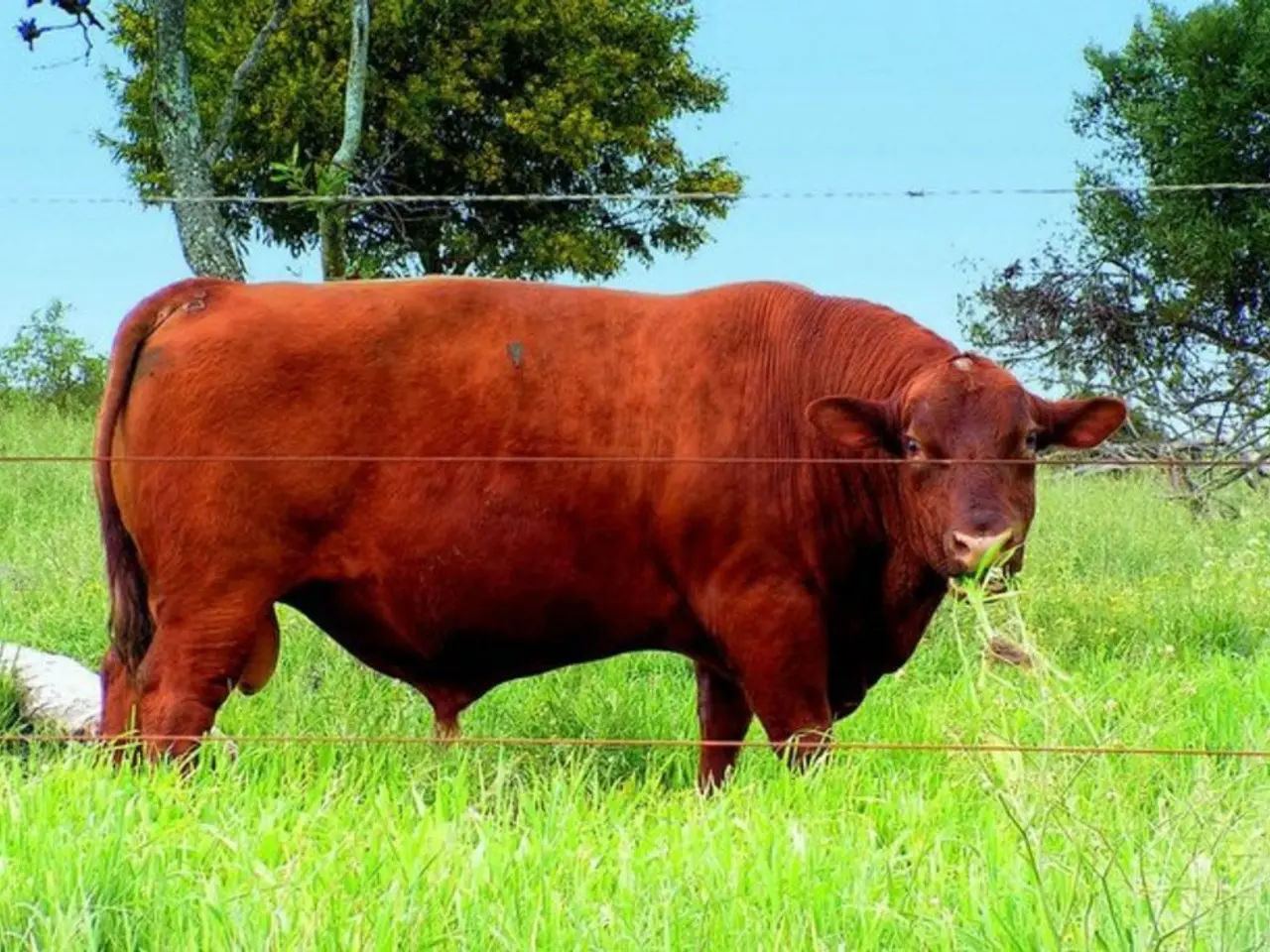 In the image there is a bull standing on grassland behind a fence, in the background there are...