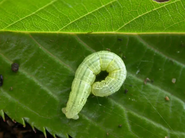 U.S. to launch maggot production facility in Texas, aiming to combat flesh-devouring pest