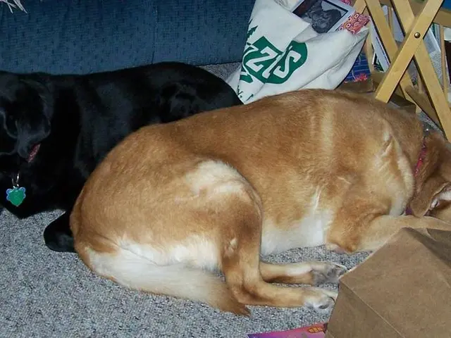 Doge Dividend Payments Explanation: Understanding Their Nature and Eligibility Criteria