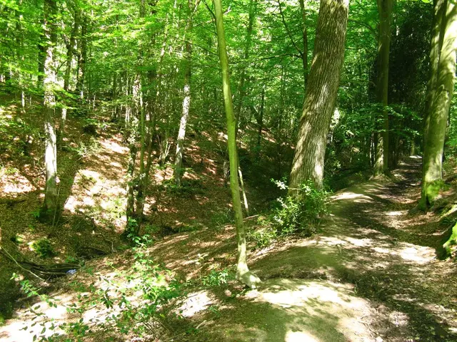 Investing parties seeking to comply with the 2025 forest conservation target: Strategies for...