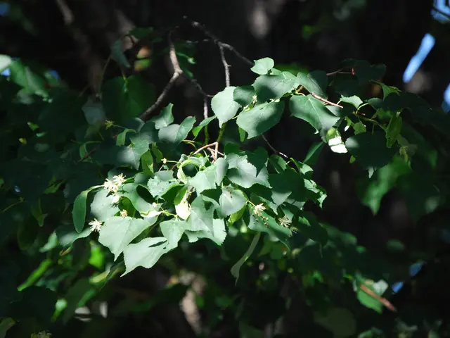 Major financial institutions Morgan Stanley and Capital One play down their efforts in promoting...