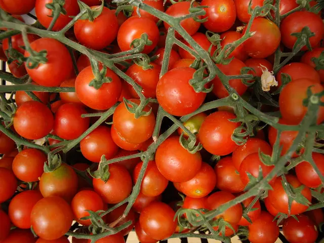 "Significant Shift in Cultivation": Trump Administration's Tomato Tariffs Reshaping Agricultural...