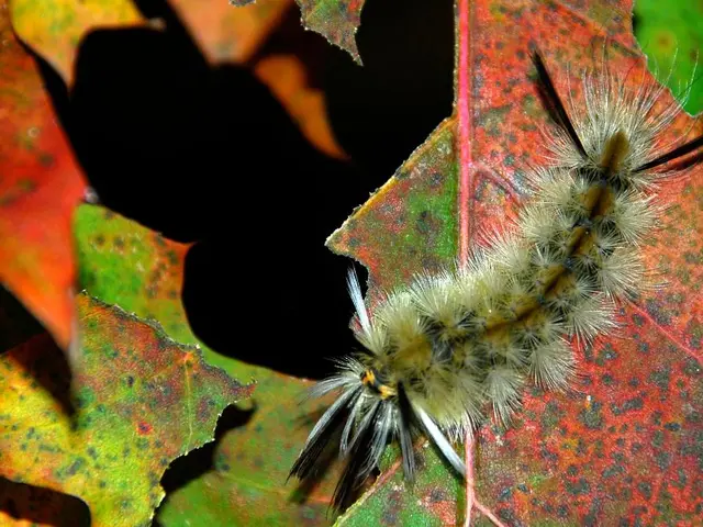 Catering services struggling amidst Latvia's chilly, damp summer weather