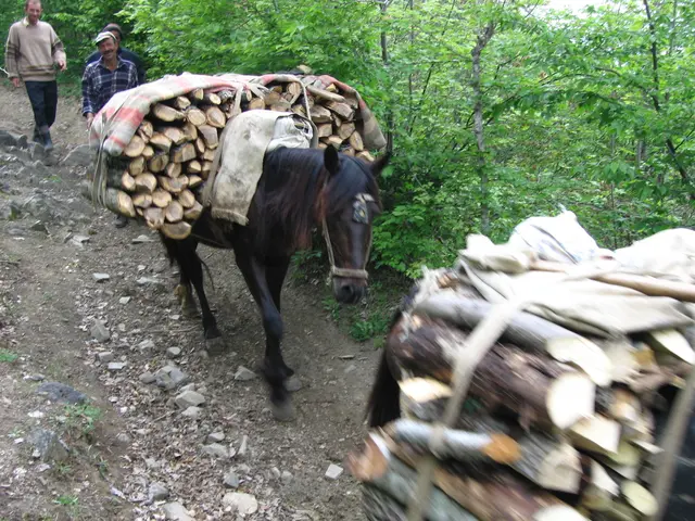 Logging Operations Still Dependent on Horses, According to the Ministry