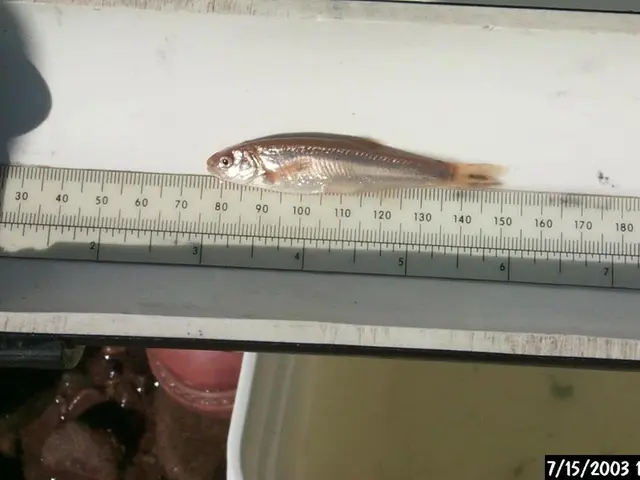 Stocks in the DAX index remained stable during midday trading - The Euro experiencing appreciation