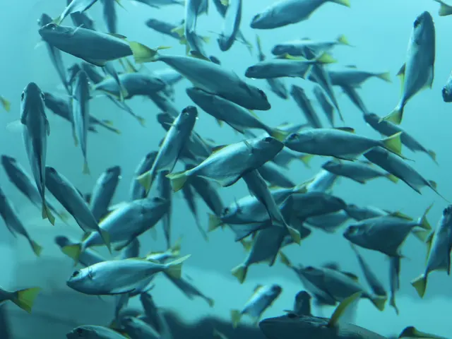 Rising Salmon Catch Expected in the Eastern Region Due to Scientific Forecasts