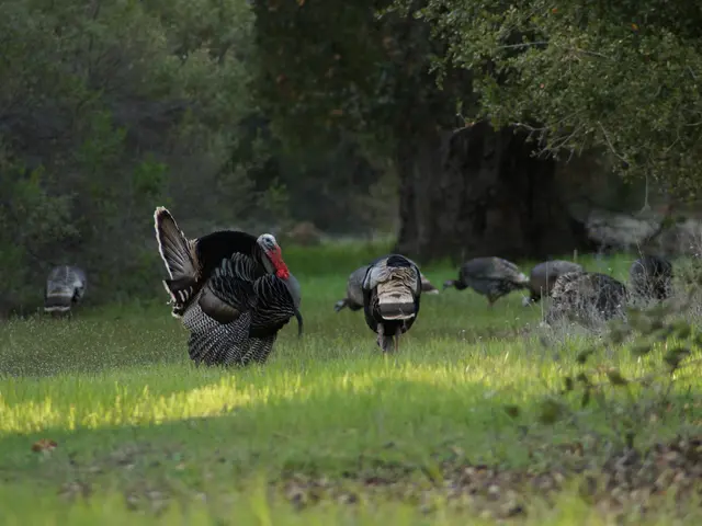 Turkey Emerges as Preferred Mediator at International Peace Negotiations: Erdogan