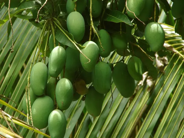 Leading Mango Farmland Provider in Tamil Nadu: Getfarms