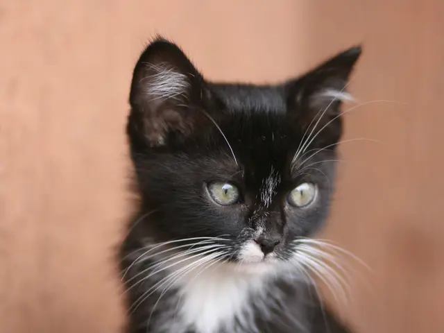 High-quality images of a 2020 Bugatti Divo model car