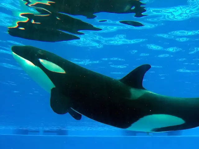 Massive Amount of Ethereum Accumulated by Mysterious Whales through Exchanges, According to a...