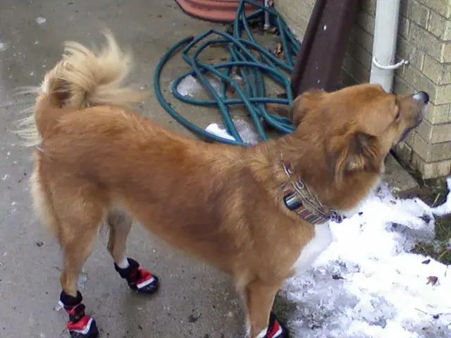 Rapid Increase of 15.15 billion Dogecoin within a day, Notable Shift in Open Interest Observed