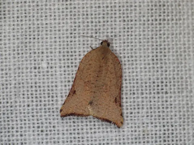 Flywire's shifting business approach discussed by CEO Mike Massaro, focusing on financial year 2021...