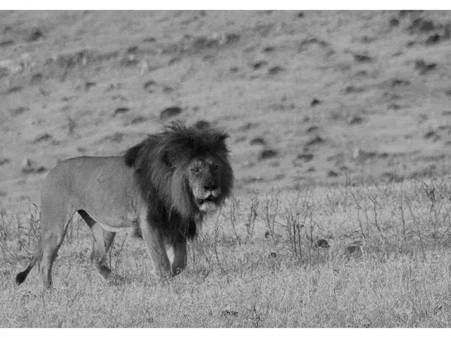 This is a black and white picture, there is a lion walking on the grassland.