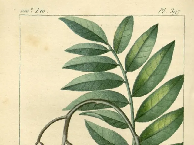 In this image we can see a paper with the fruits, stems and also leaves. We can also see some...