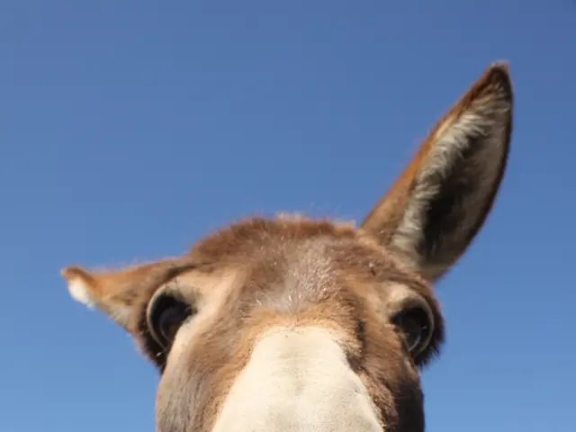 In the image I can see donkey face on the wall which is made of stones.