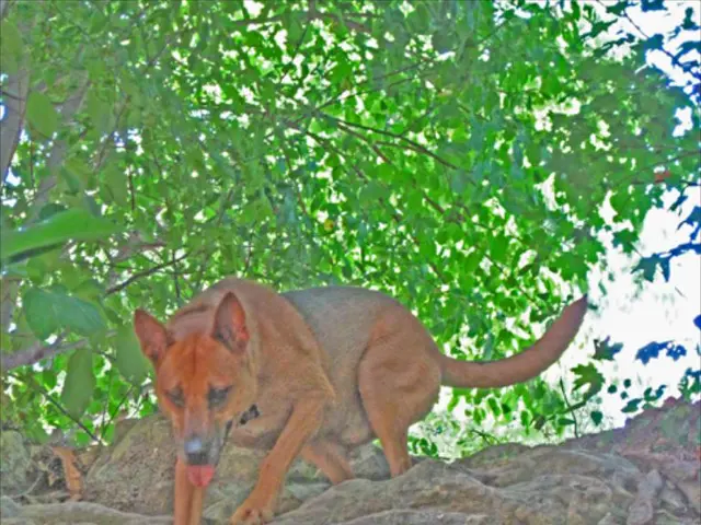In this image there is a dog standing on the stone. In the background there are trees.