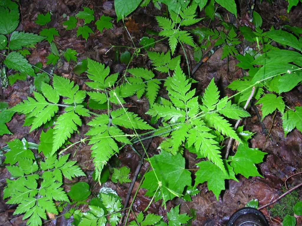 Probe of Accused "Greenwashing" Against Previous DWS Head Called Off
